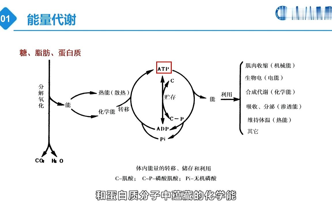 [7.1.1]能量代谢哔哩哔哩bilibili