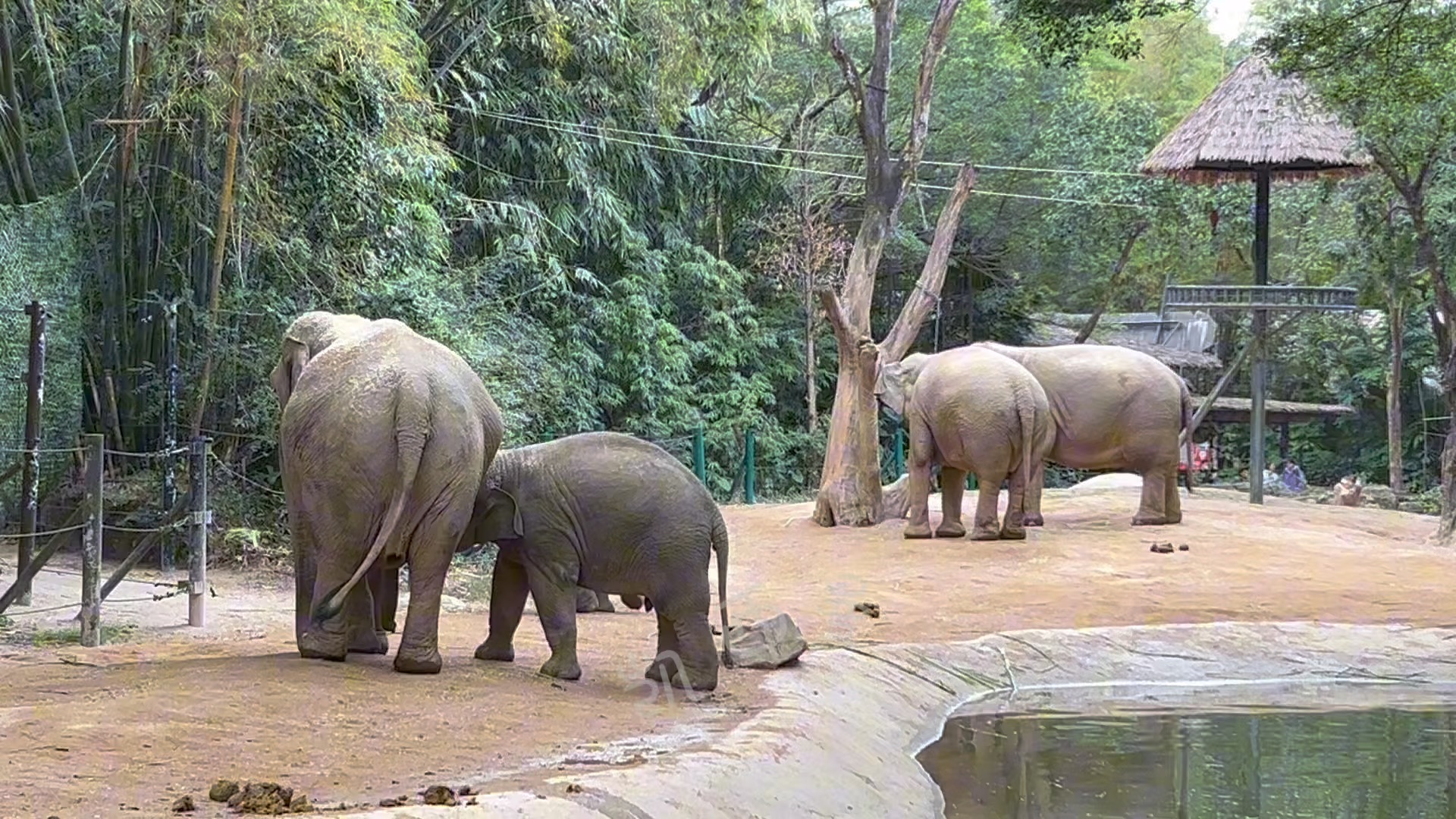 亚洲象 #长隆野生动物园 #长隆野生动物园 #大象朱莉 #大象叽咕