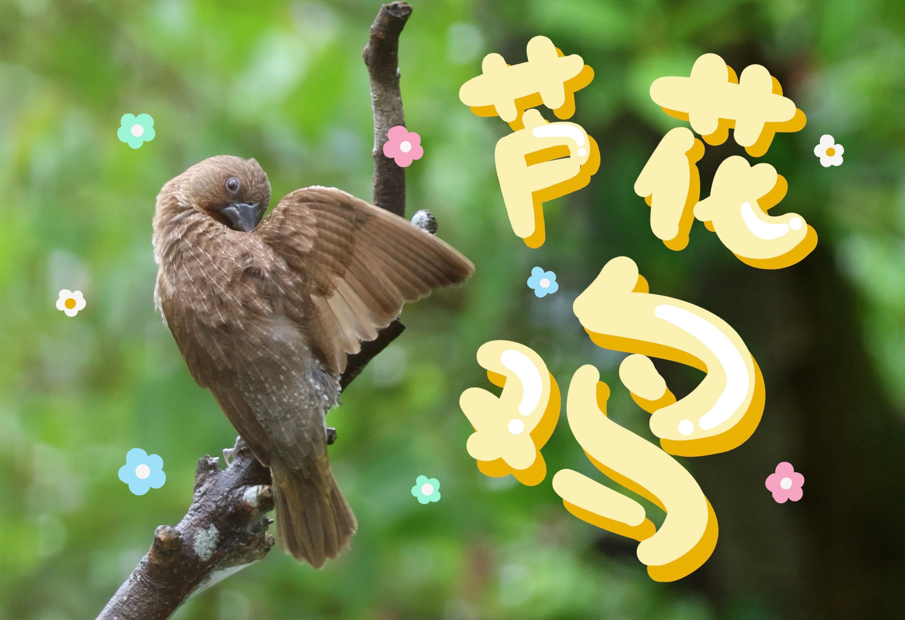 芦花鸡认为没有什么比梳理羽毛更重要