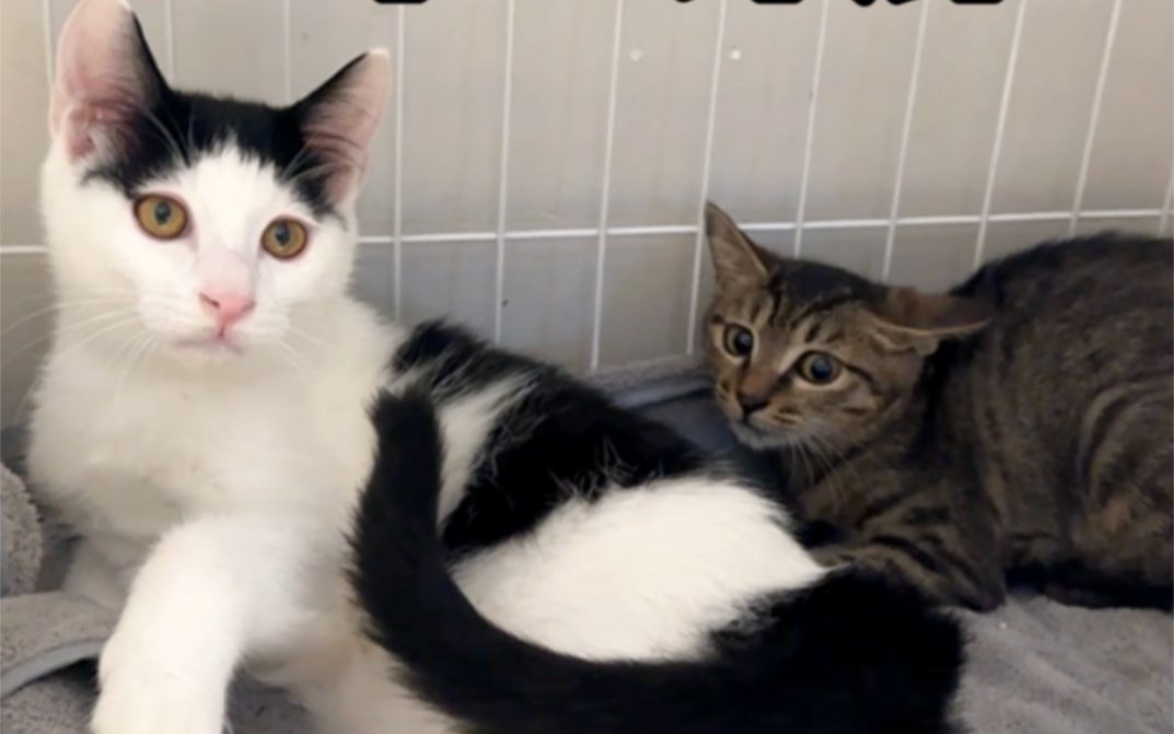 小凶猫能不能改邪归正就靠你了——平头哥!