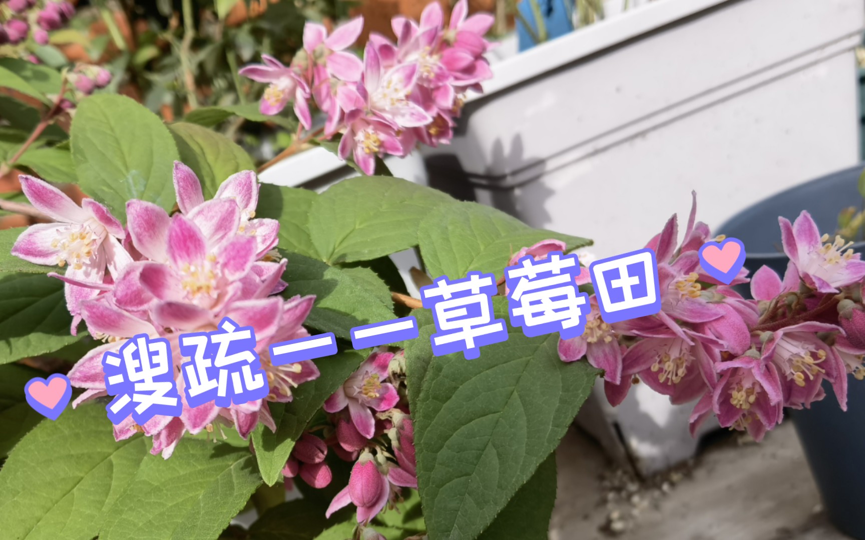 【溲疏——草莓田】4-5月对比