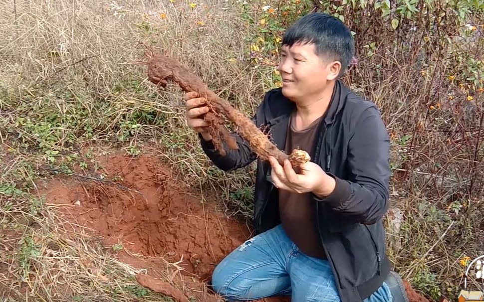 滇西林哥山里搞野味,挖出超大超漂亮的山药,你见过这种品种吗