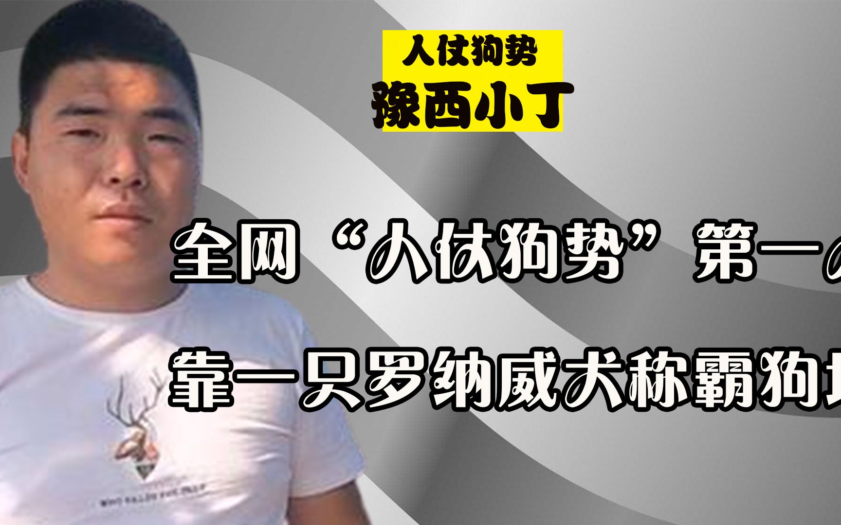 豫西小丁:全网“人仗狗势”第一人,靠一只罗纳威犬称霸狗场哔哩哔哩bilibili