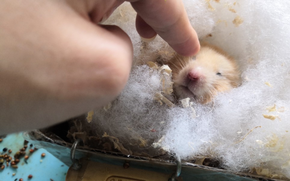 仓鼠吃货啃瓜子