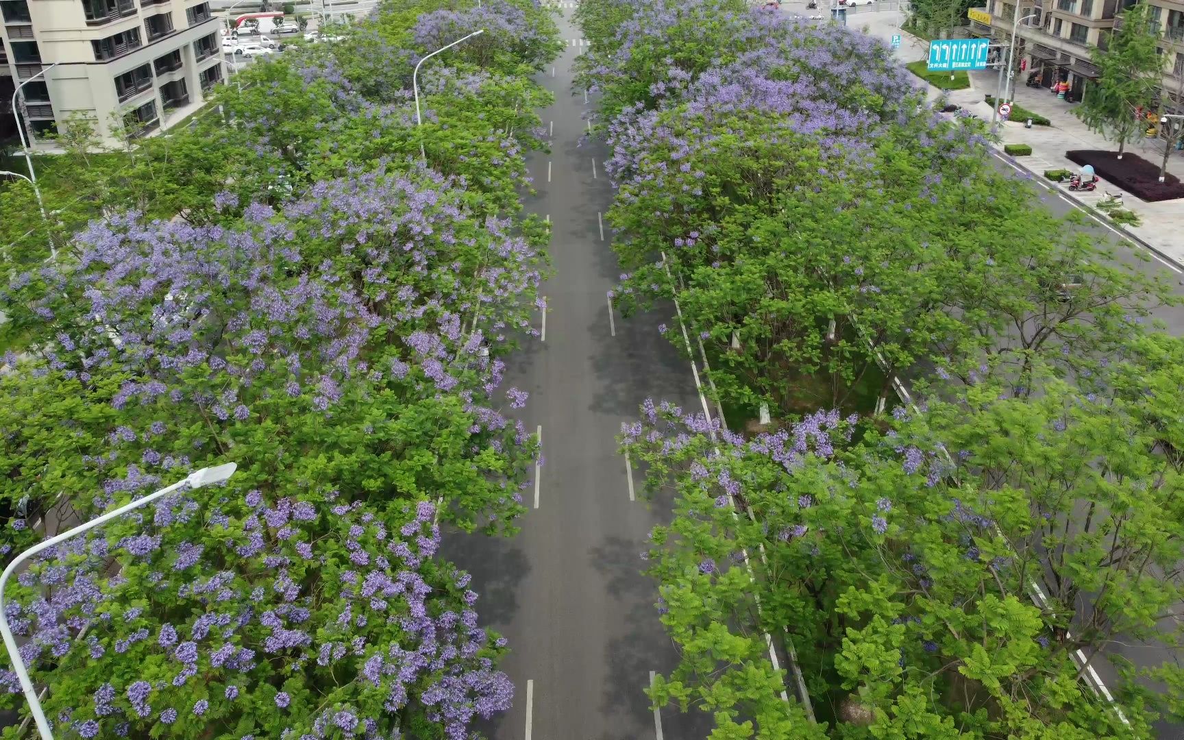 重庆西永的蓝花楹开了,渝乐小镇融创茂旁,蓝花楹的林荫大道