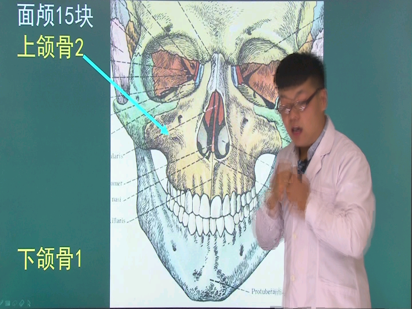 [图]解剖学 颅骨1