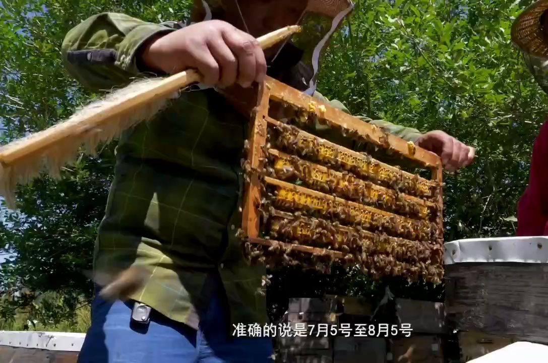 谁能拒绝的了新疆蜂蜜呢?每逢7月,新疆养蜂人像蜜蜂一样忙碌起来,收获着琥珀般的蜂蜜!哔哩哔哩bilibili