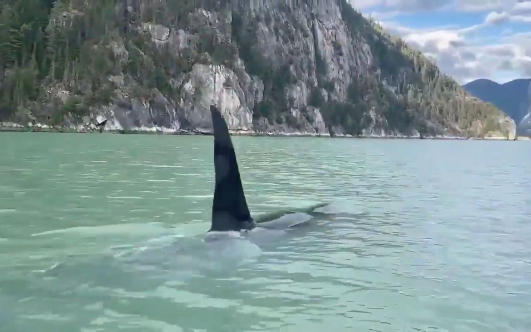 雄性虎鲸的背鳍安静地划破水面