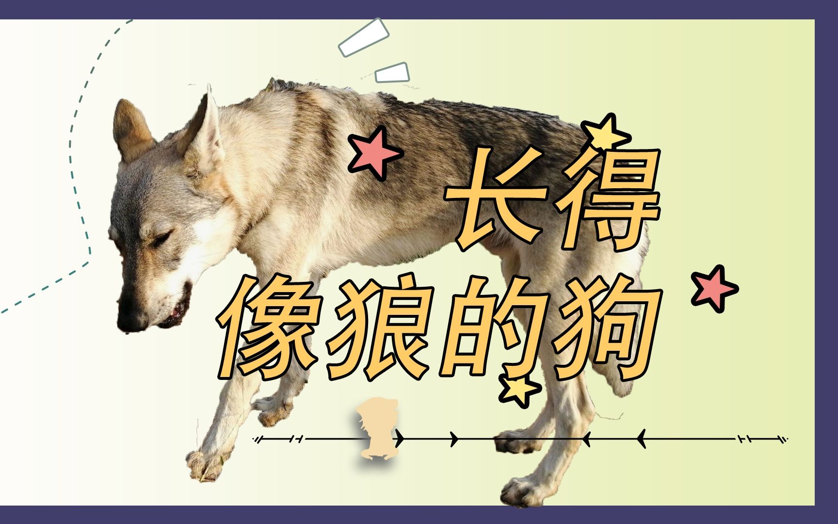 长得像狼的狗捷克狼犬哔哩哔哩bilibili