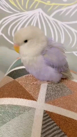 薰衣草牡丹#紫熏真的是神仙色咯~爱不释