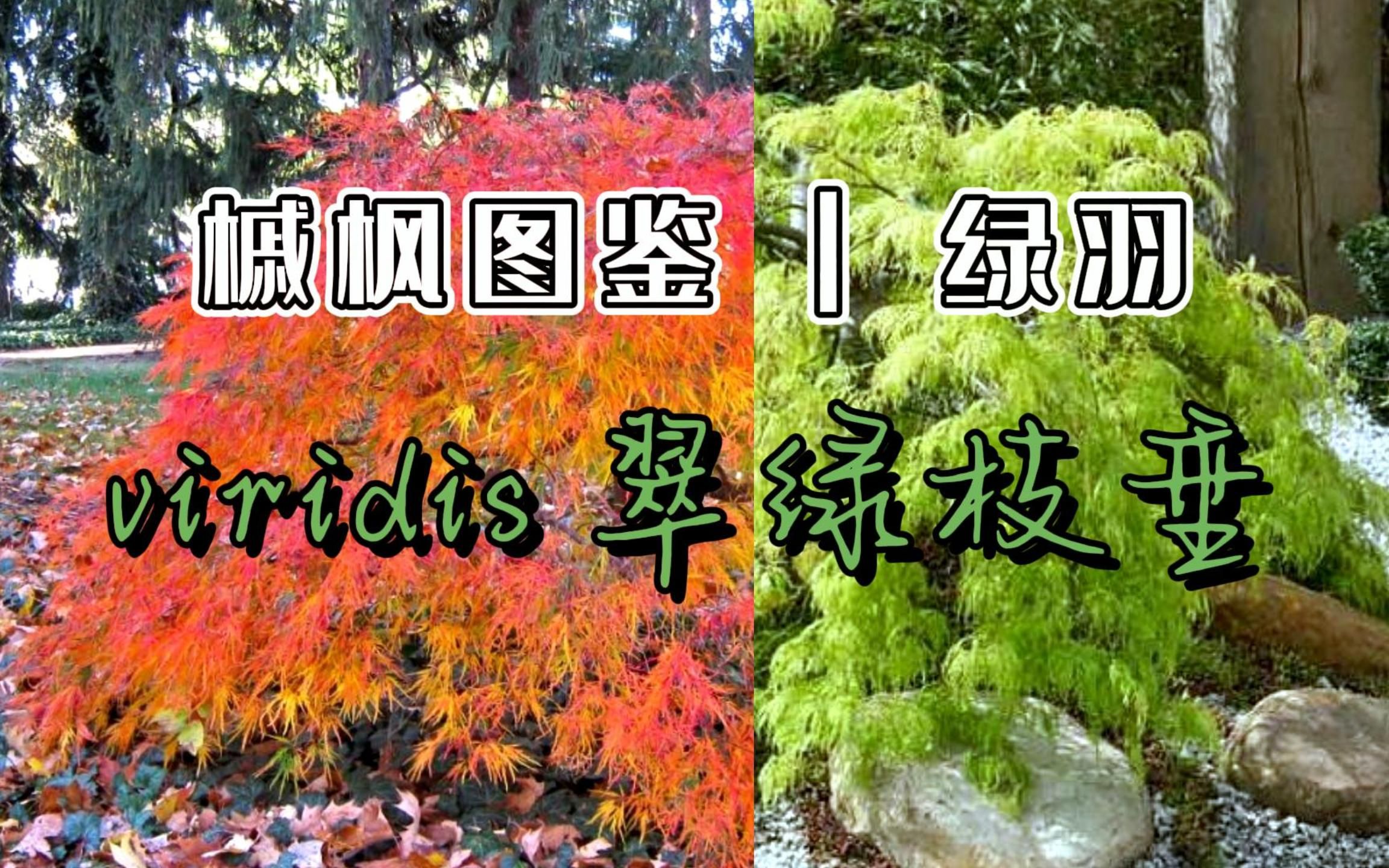 槭枫图鉴 | 第64期 "Viridis 翠绿枝垂" 绿羽之中必上榜哔哩哔哩bilibili