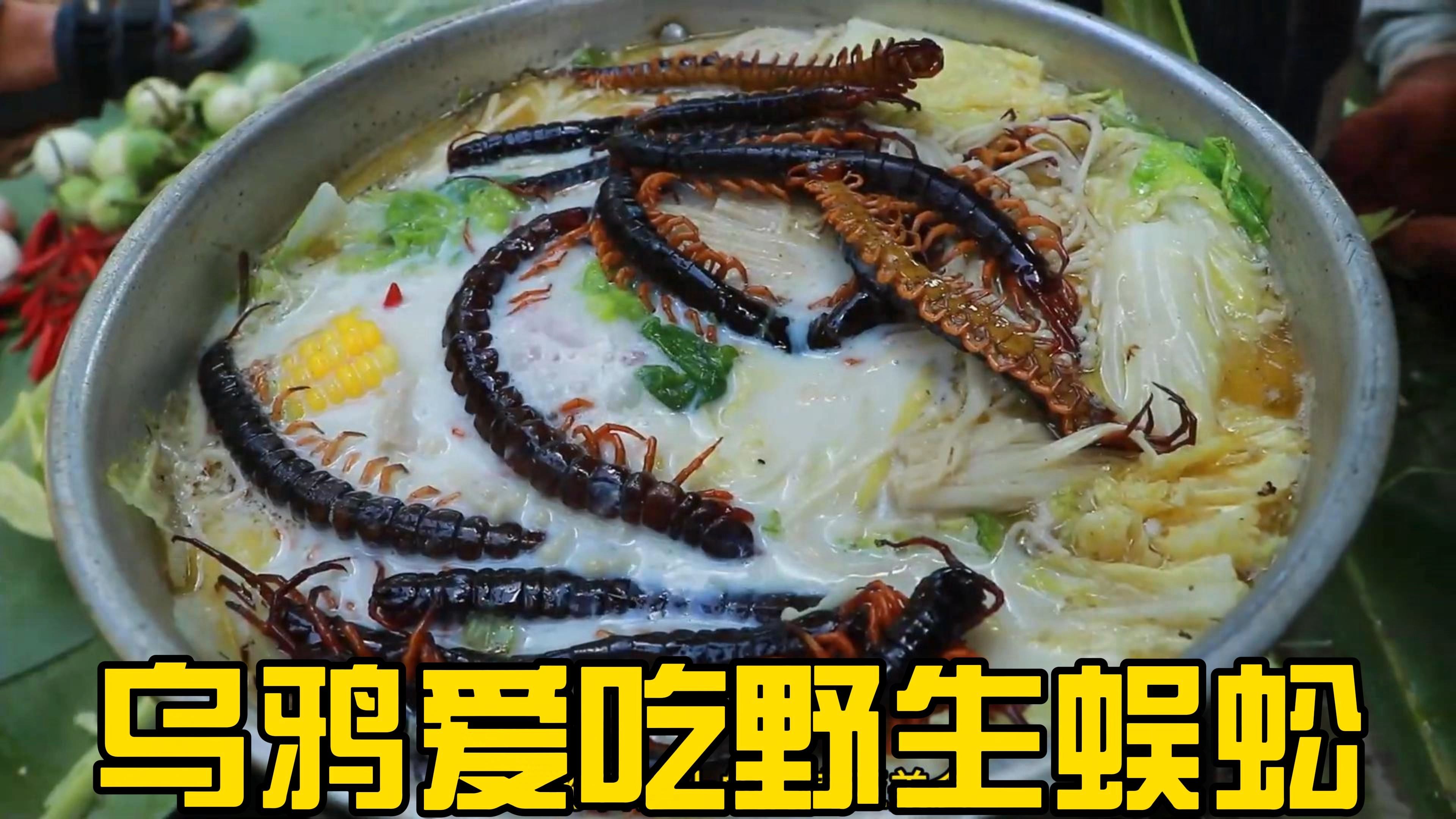 乌鸦哥在野外制作蜈蚣加蔬菜沙拉