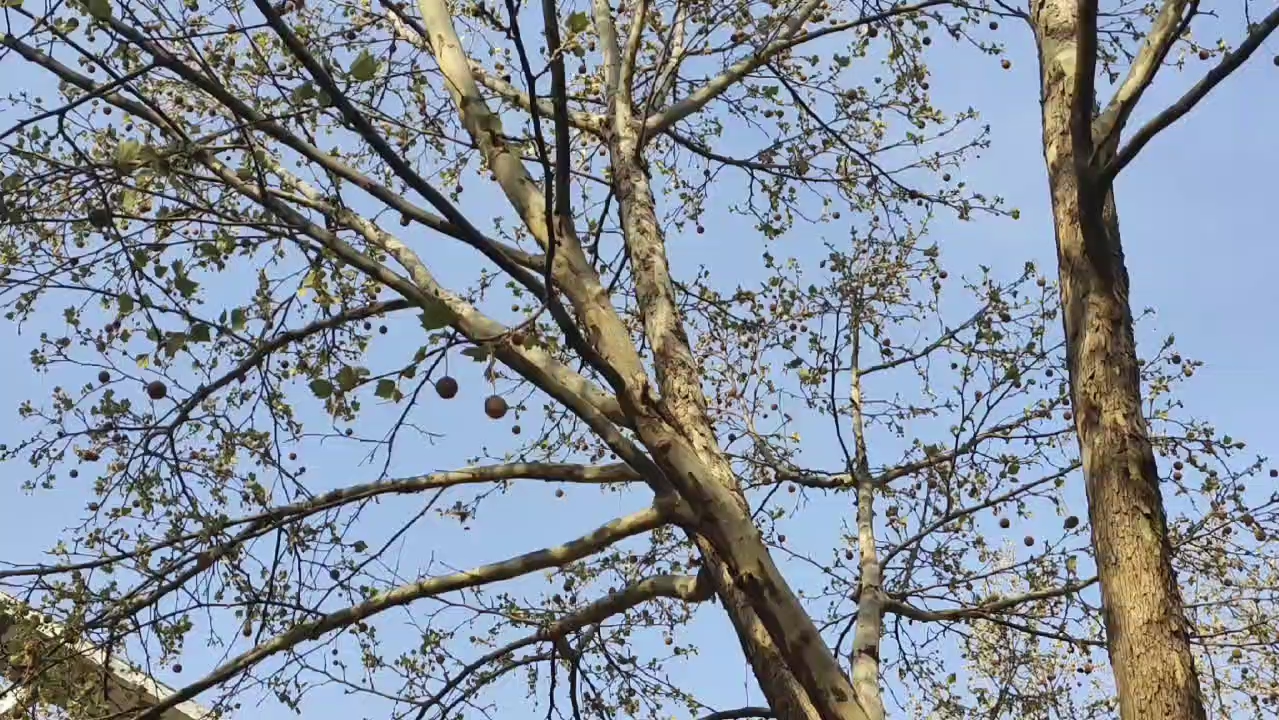 [随拍]悬铃木,不知乃所谓法国梧桐否