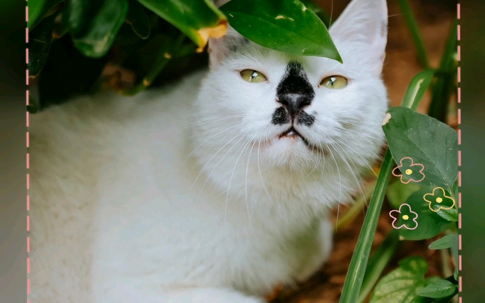 观复猫王情圣的抓拍,每一张都是表情包!