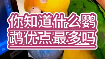 你知道什么鹦鹉的优点最多吗