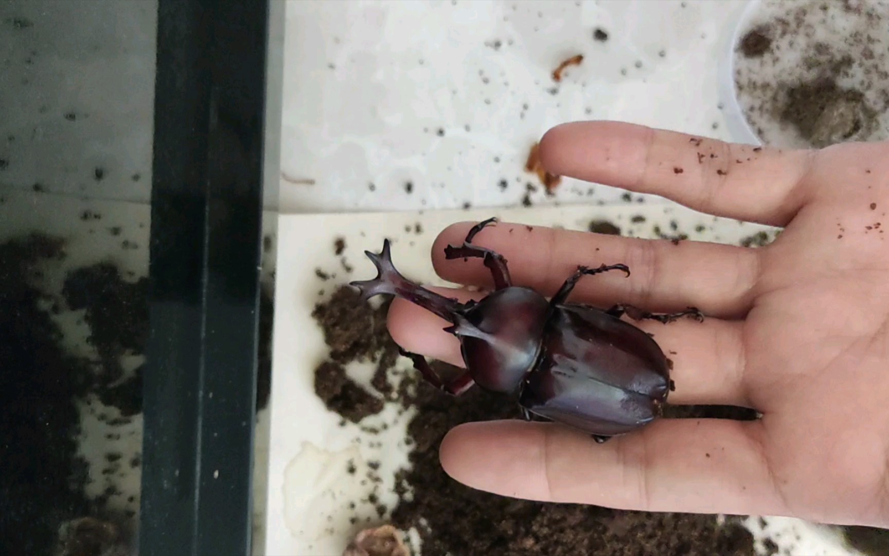 第二只独角仙成功羽化.