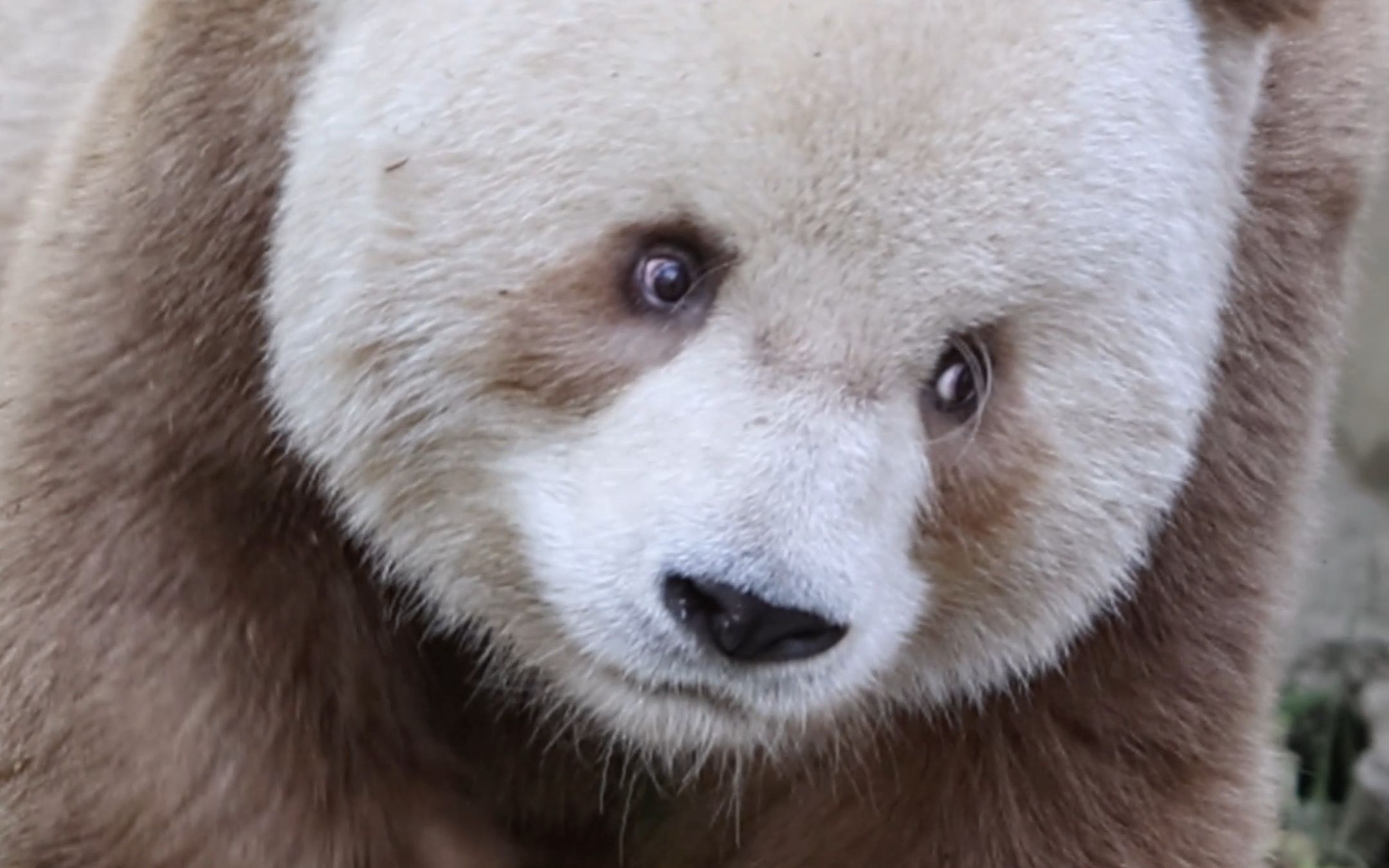 七仔:今天你跟我对视了吗