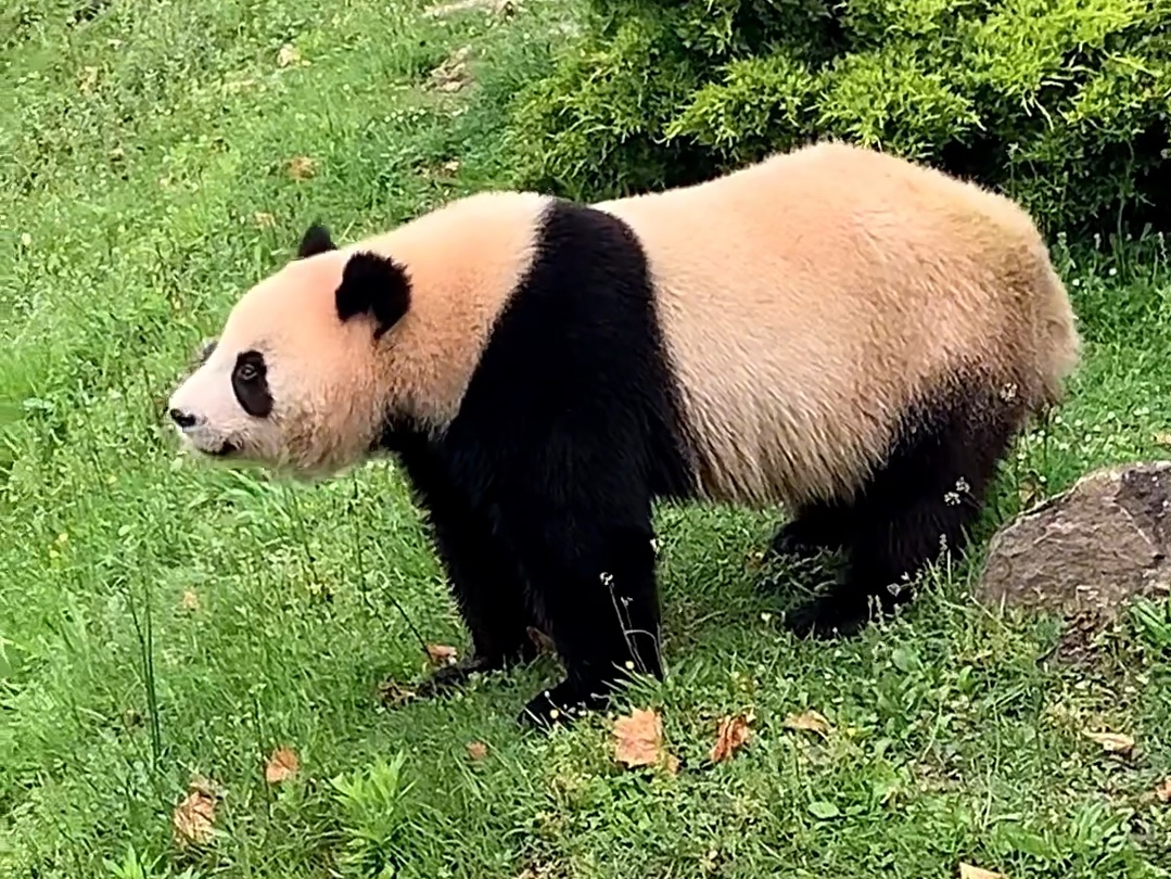 旅法大熊猫圆嘟嘟,宝宝你是一个96.4kg的煤气罐罐