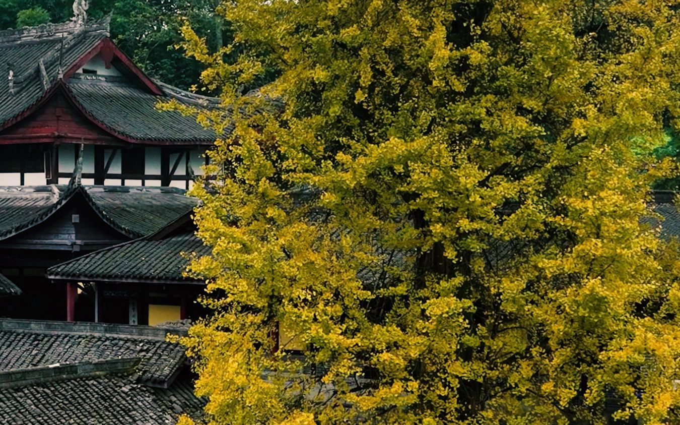 重庆天心寺银杏图片