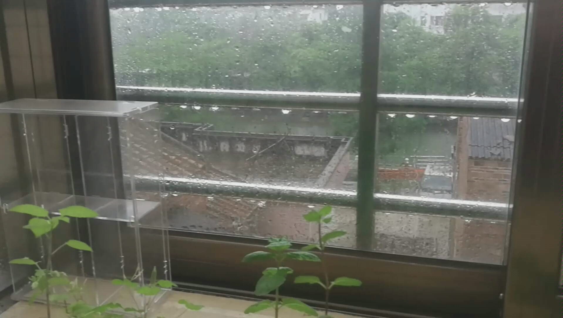 喜欢下雨天,给人很治愈的感觉,下雨观察植物让心情变好哔哩哔哩bilibili