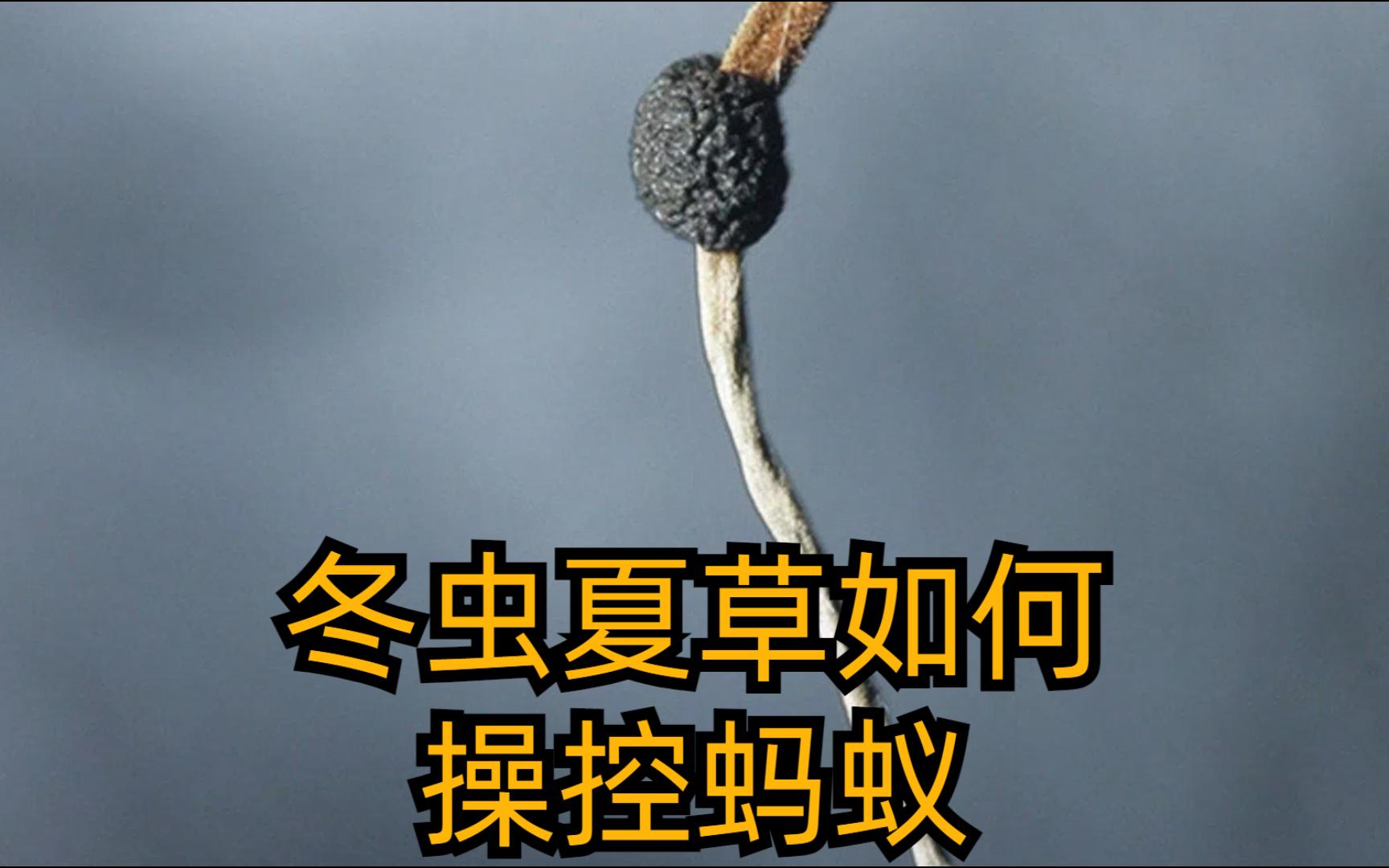 僵尸蚂蚁的终极任务:真菌操控背后的惊天秘密!哔哩哔哩bilibili