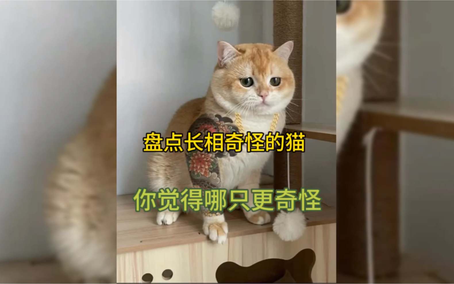 盘点长相奇怪的猫 你觉得哪只更奇怪哔哩哔哩bilibili