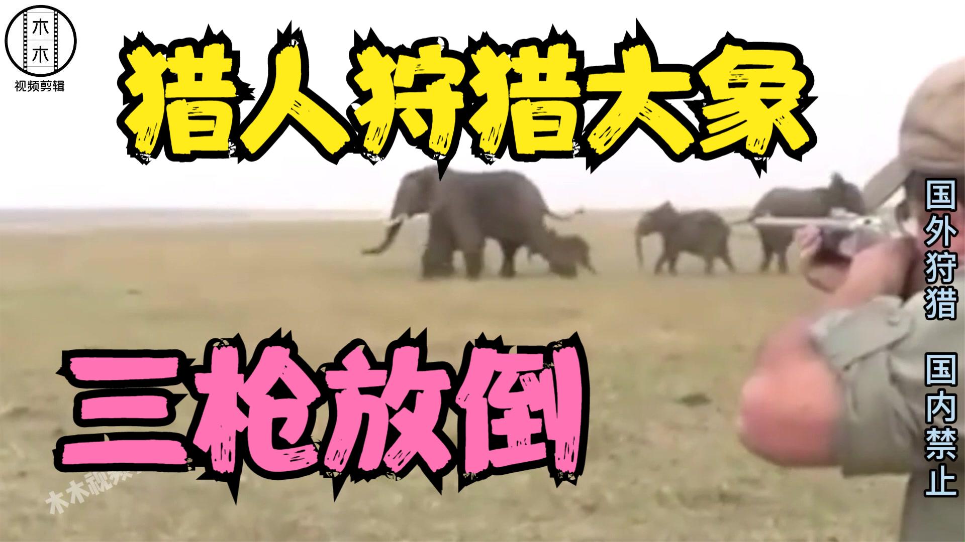 国外猎人枪杀大象,大象身中三枪倒地不起,象群疯狂反击