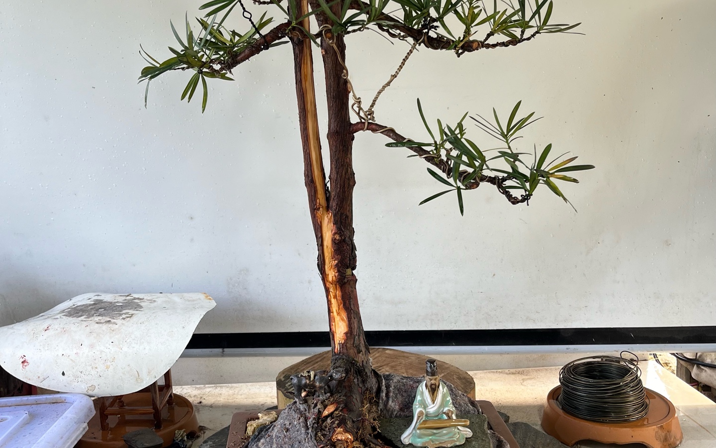 双干罗汉松盆景制作