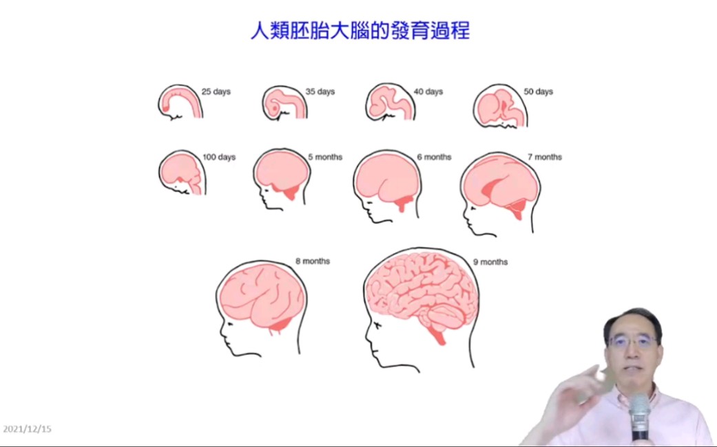 [图]焦传金教授 当代认知神经科学：脑与心智 第13讲 发育与可塑性