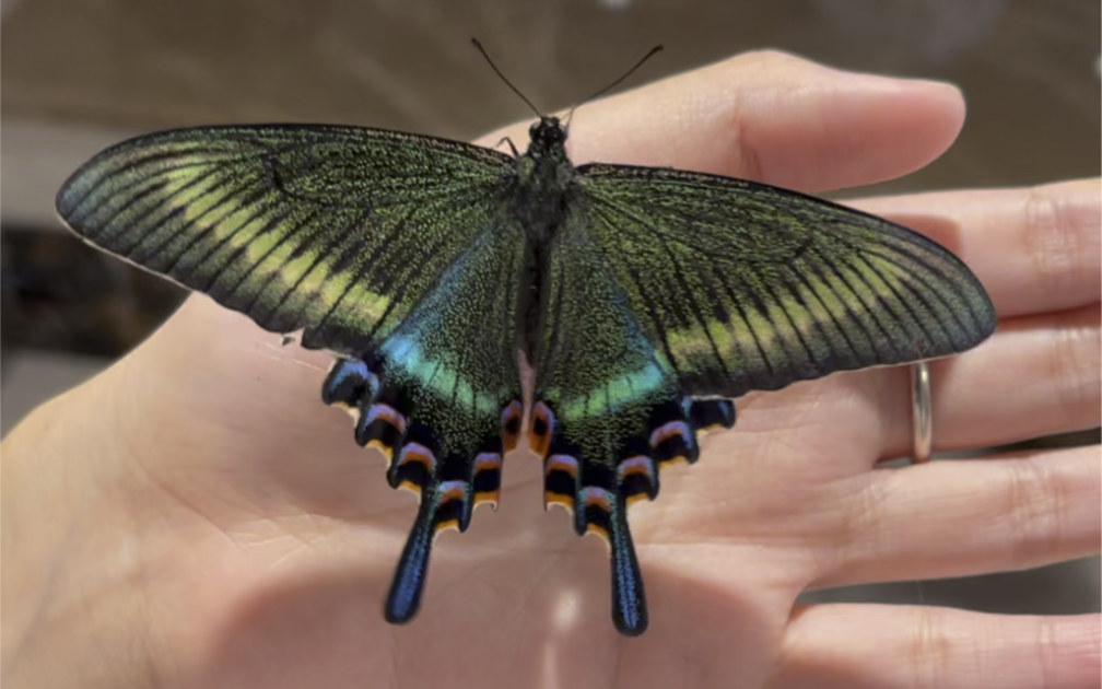 养蝴蝶的日常|绿带翠凤蝶