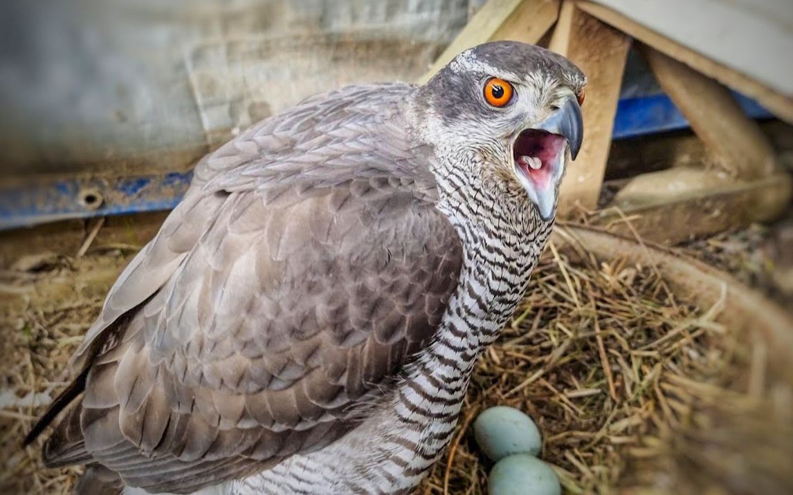 老鹰席尔瓦生宝宝温馨现场,仍然 一 脸 核 善.