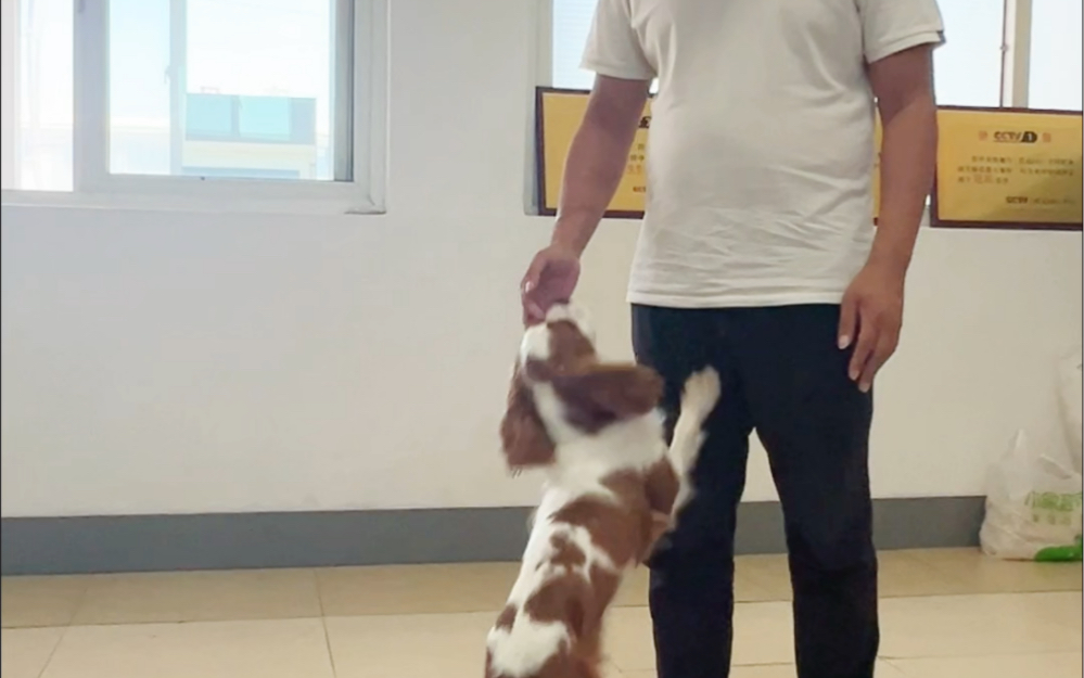 北京训犬,狗狗扑人,一招解决