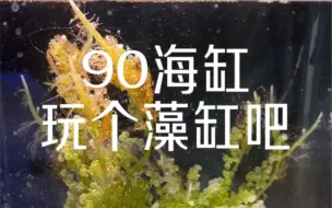 藻缸，海缸新手最友好的设置之一