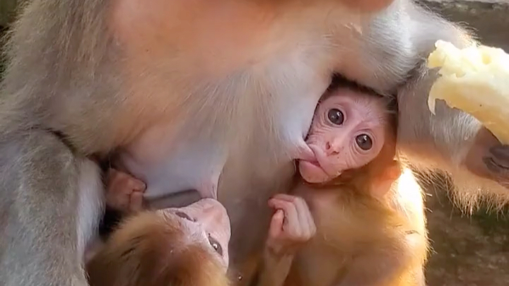 双胞胎小猴喝奶