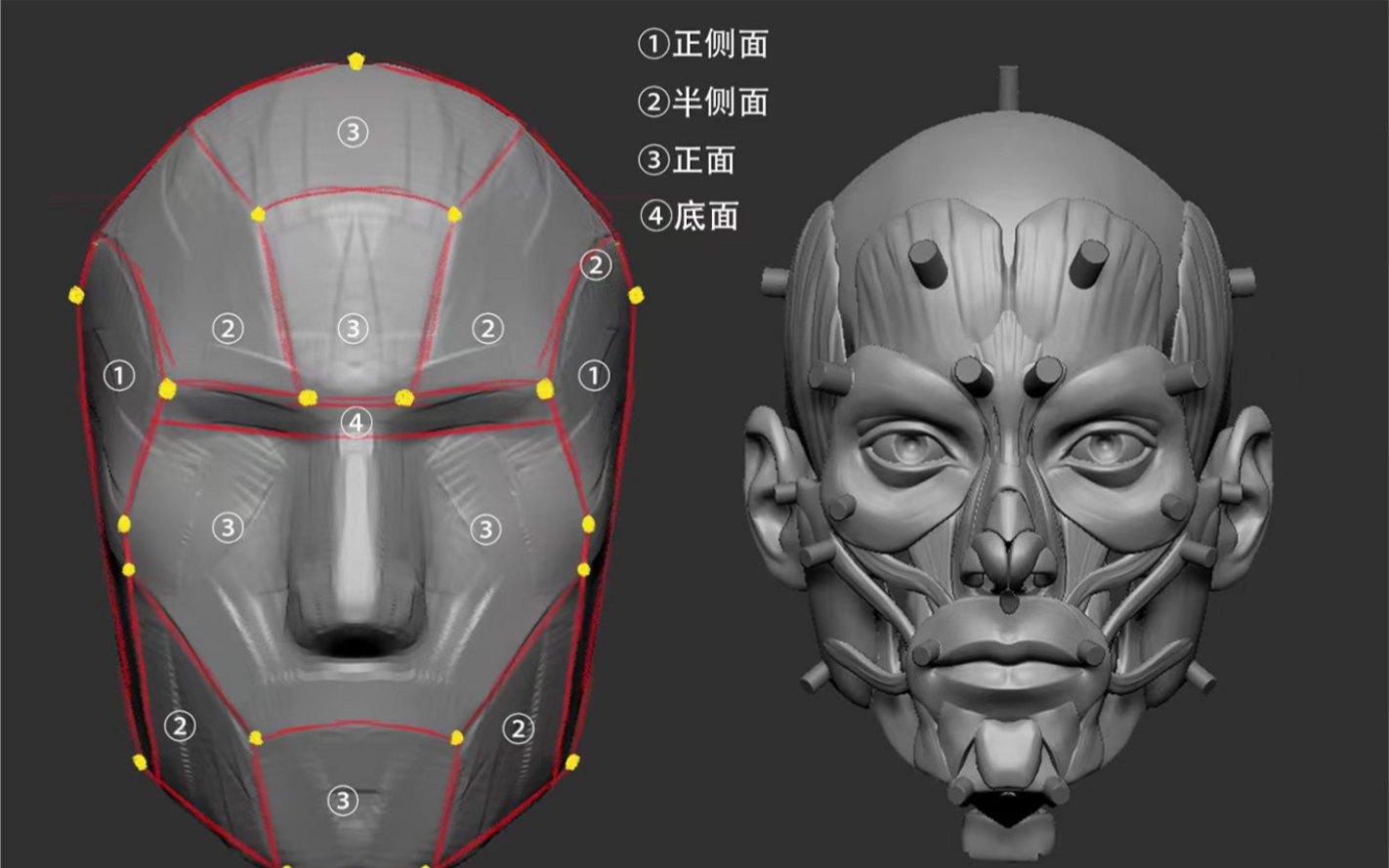 [图]【全网最干头部结构教程】为什么你背的解剖没有用？