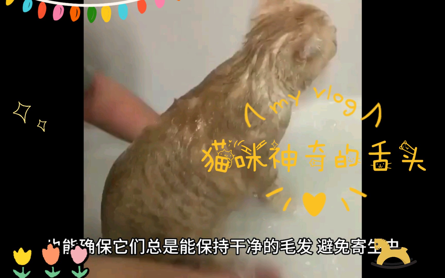 猫咪神奇的舌头哔哩哔哩bilibili