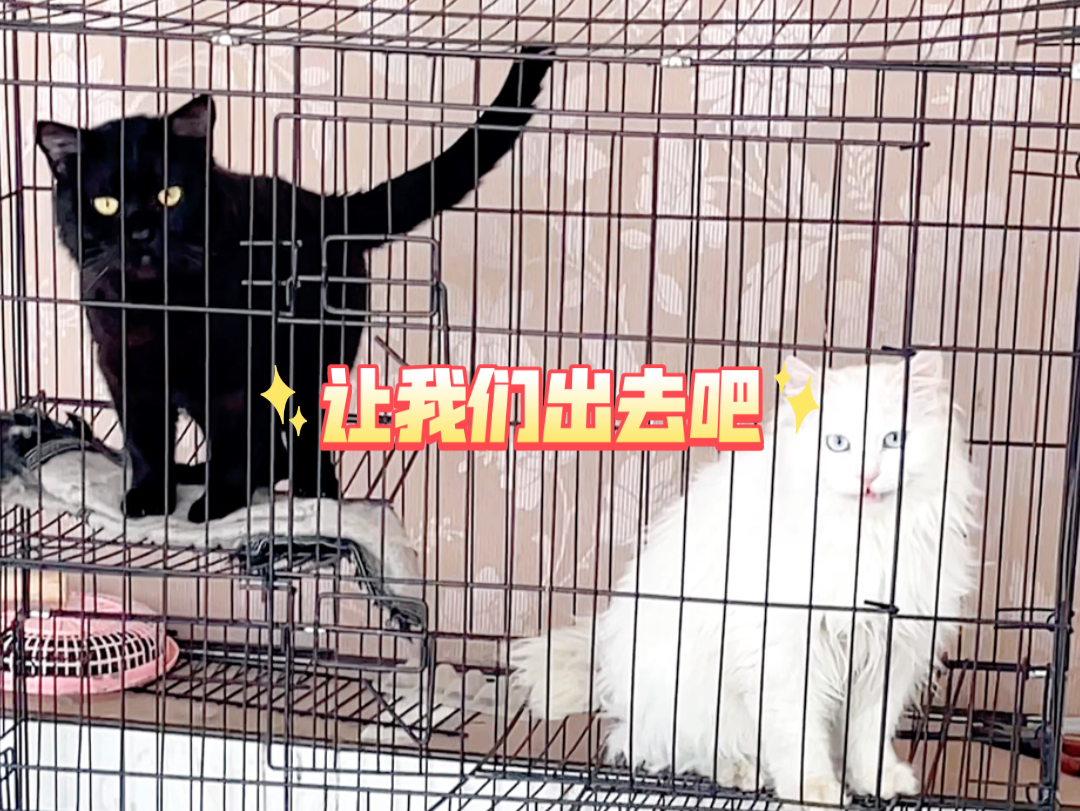 小黑小白:你让我俩出去吧