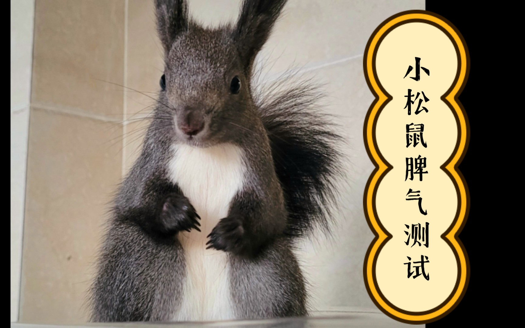 小松鼠脾气测试 妞妞版 小东西还有两副面孔呢