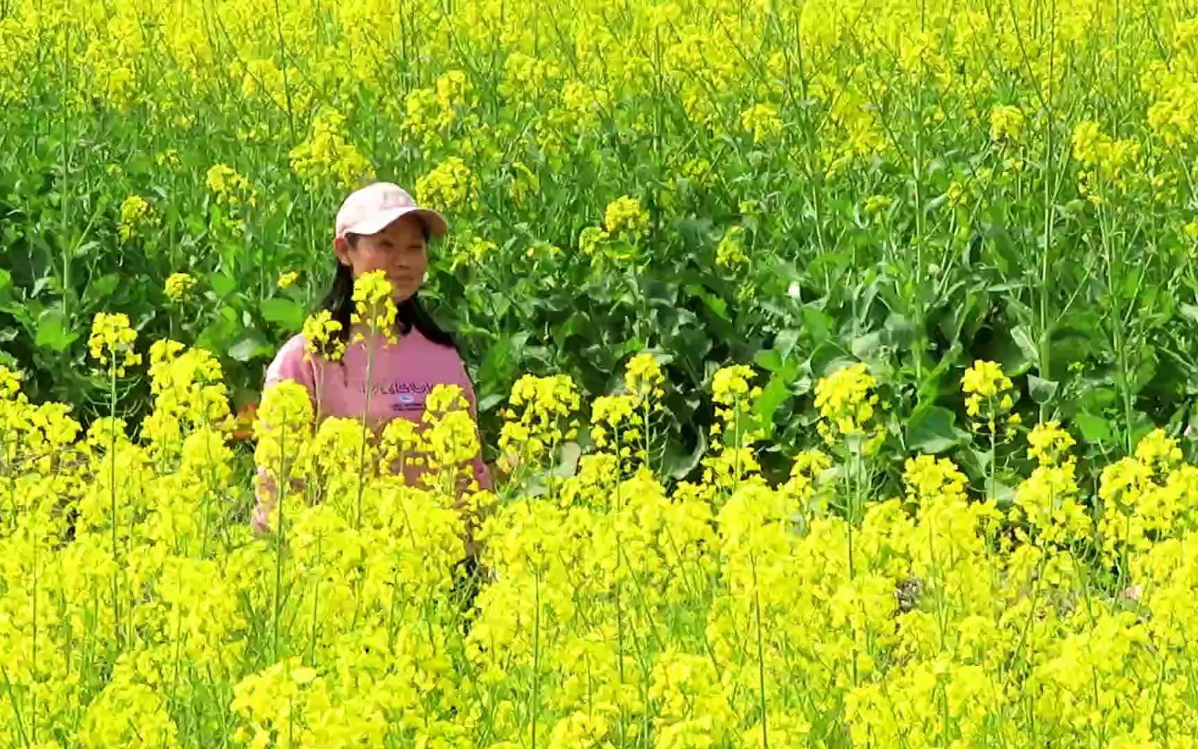 魯文嘉措——油菜花兒開_嗶哩嗶哩_bilibili