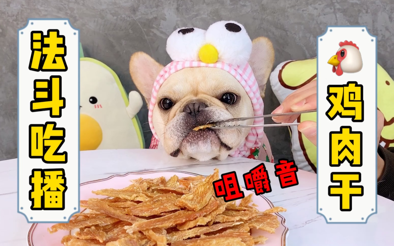 法斗吃播可爱又丑萌的法国斗牛犬吃播咀嚼音吃肉的样子简直太萌了啦