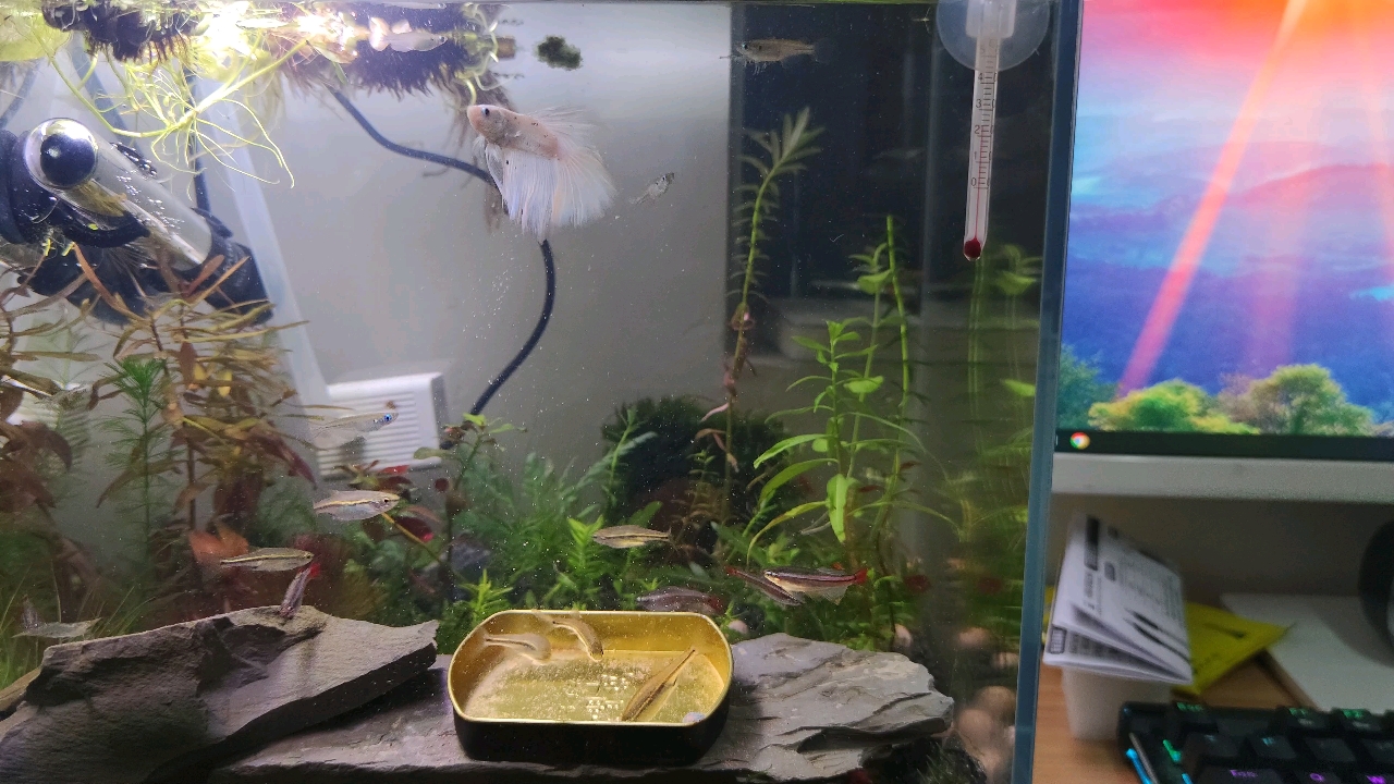 半月混养瑰丽金丝&丽纹细鲫&桂系青鳉&一堆虾