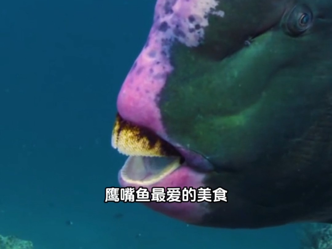 隆头鹰嘴鱼!明明是水里的居民,却长了副鹦鹉似的巧嘴