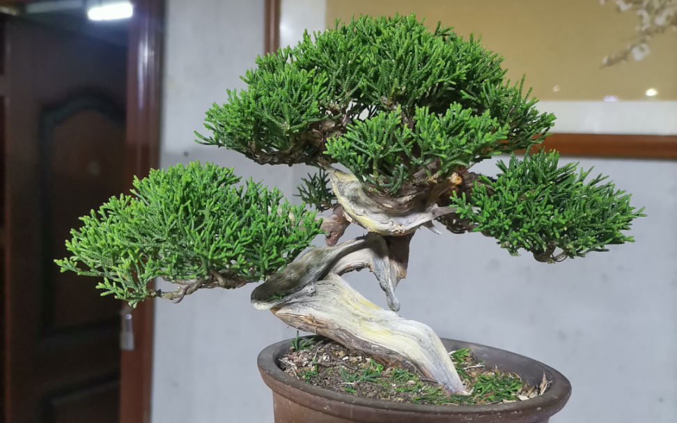 日本盆景小品系鱼川真柏舍利雕刻