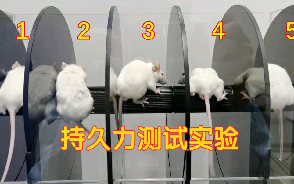 小鼠转棒疲劳实验