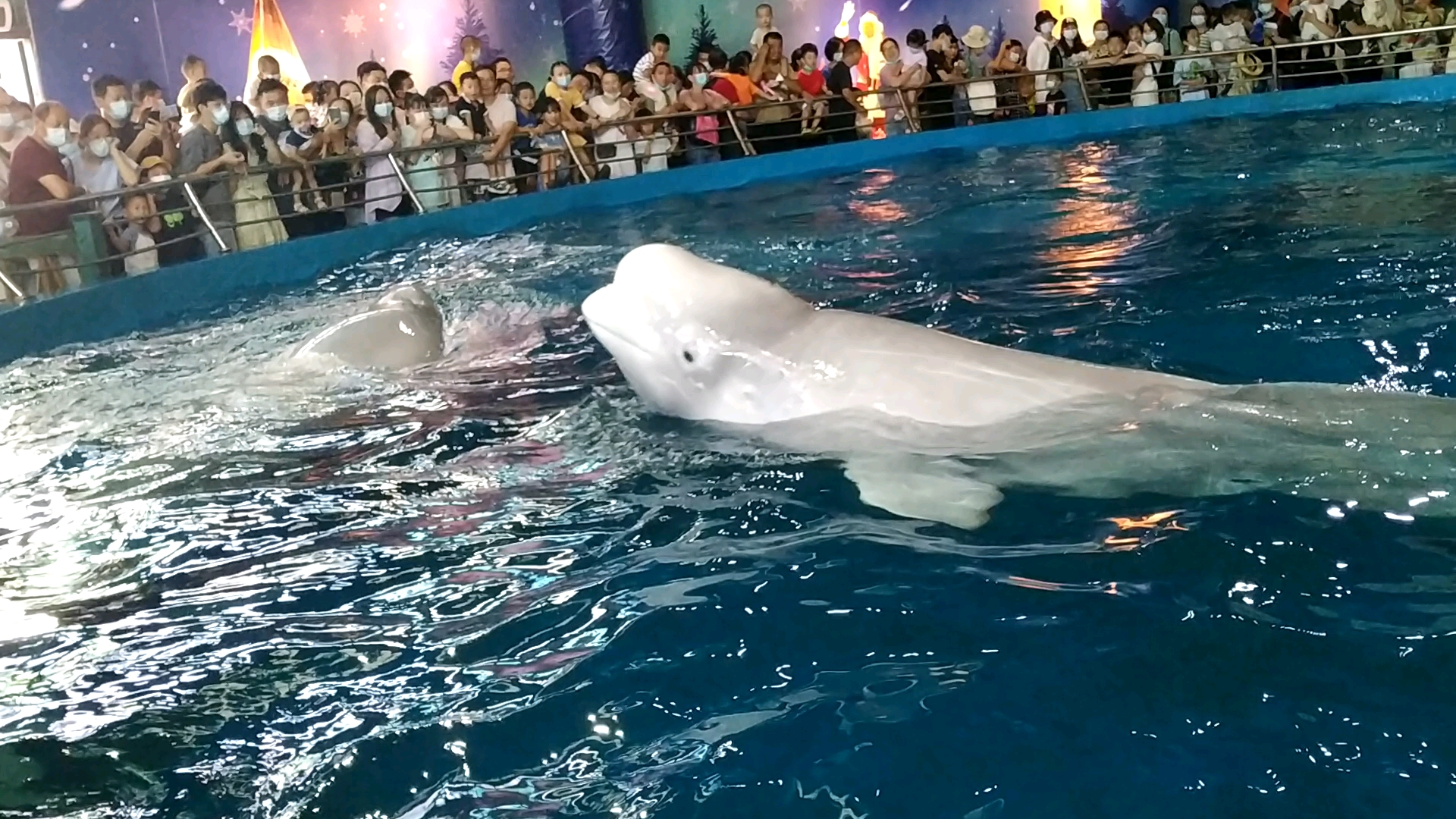 武昌海昌海洋公园两只可爱的白鲸