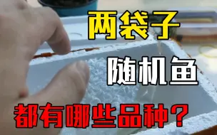 Descargar video: 小陆的养鱼日常23～/观背青鳉随机鱼开箱/～