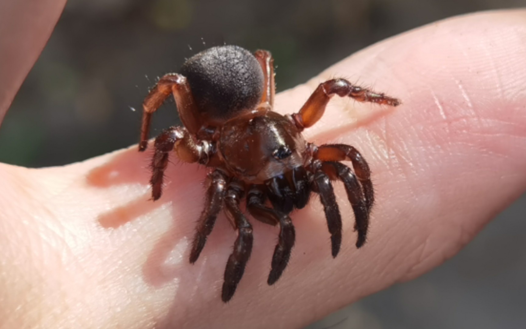 【奇趣活门蛛】高黎贡暗红锥螲蟷,比昆明的凶猛多了,村里小孩看了啧啧