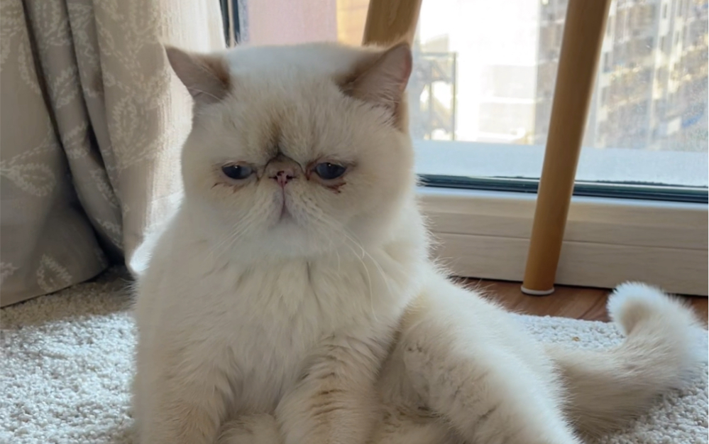 没擦眼睛的加菲猫丑不拉几