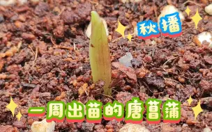 Descargar video: 秋播*一周出苗的唐菖蒲