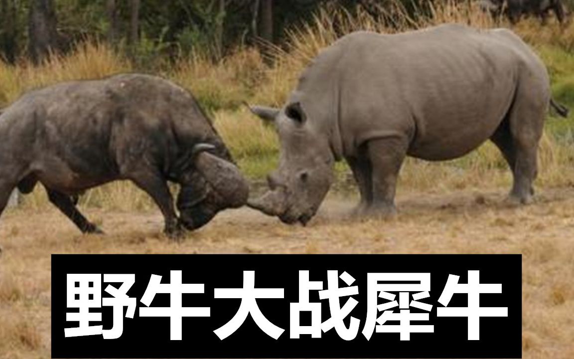 野牛脾气暴躁,牛脾气一上来挑战犀牛,战斗激烈_哔哩哔哩 (゜-゜)つロ